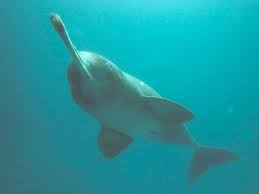 Ganges River Dolphin Conservation Programme