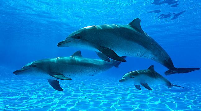 Blind dolphins in Ganga waterway