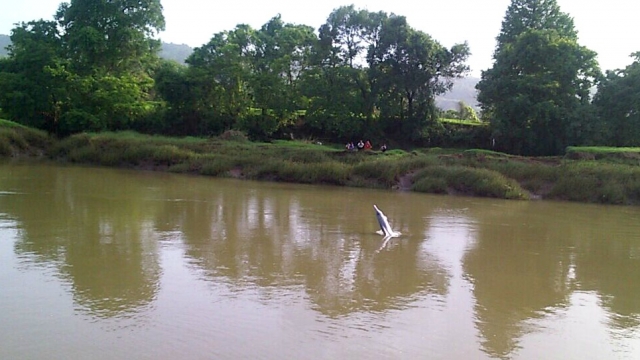 Ganga River Dolphin on Verge of Extinction