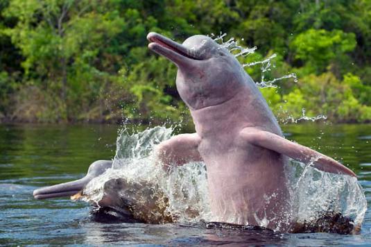 Gangetic dolphin gets new conservation programme