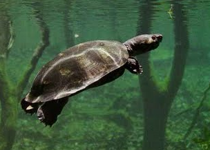 Can Turtles Play a Part in Ganga Clean-Up?