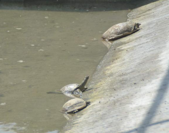 Non-veg ​Turtles to Help ​in Ganga ​Cleaning