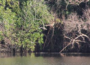 Biodiversity Profile of Ganga Being Reconstructed