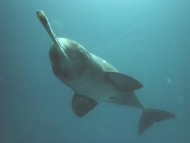 Community Conservation Projects: The best hope for saving the endangered Gangetic dolphin