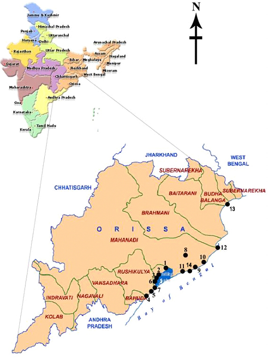 Survey and Documentation of Brackish Water Algal Diversity from East Coast Region of Odisha, India