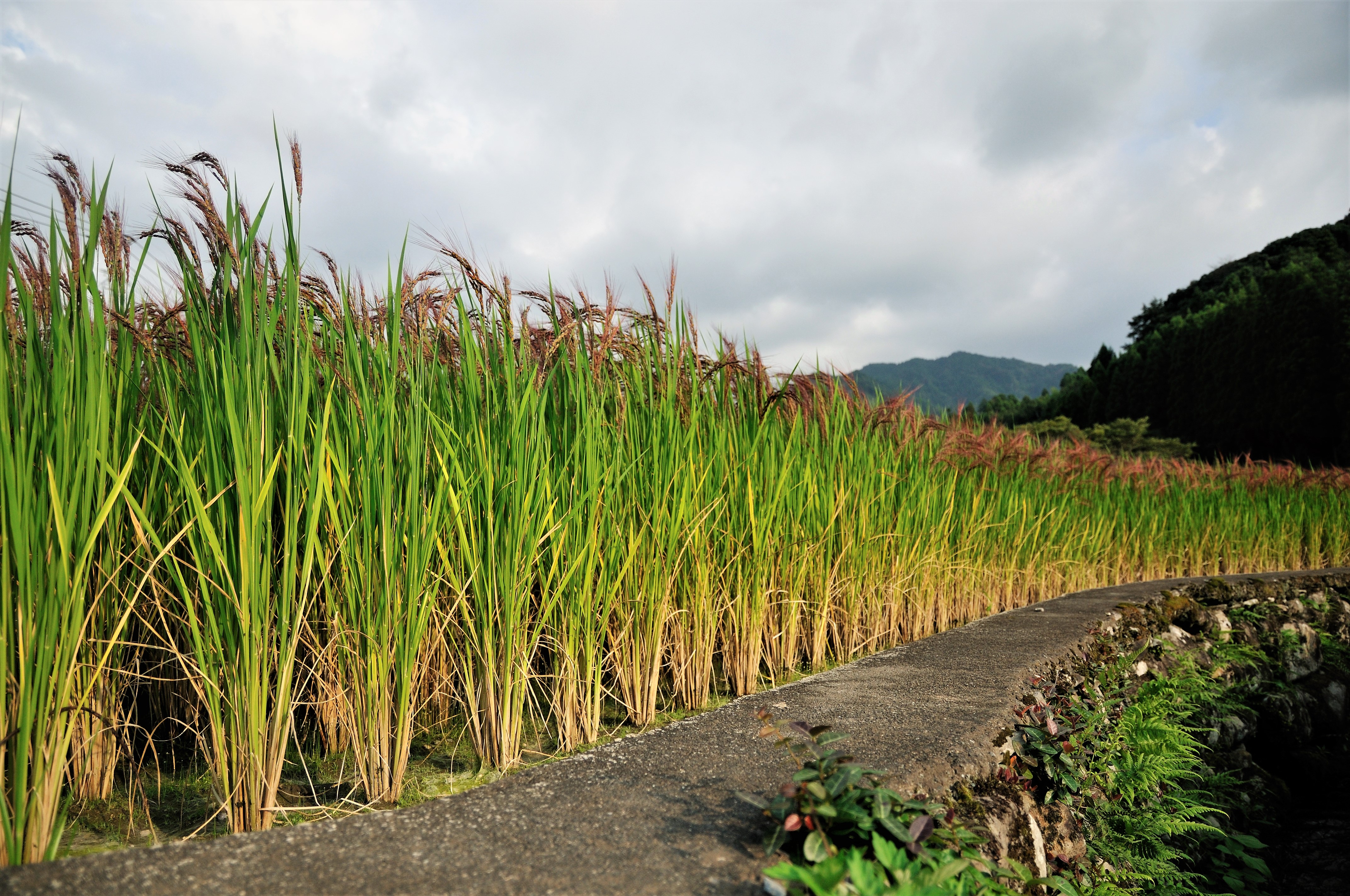 Climate Smart Makeover of Indo-Gangetic Plain Rice-Wheat Landscapes