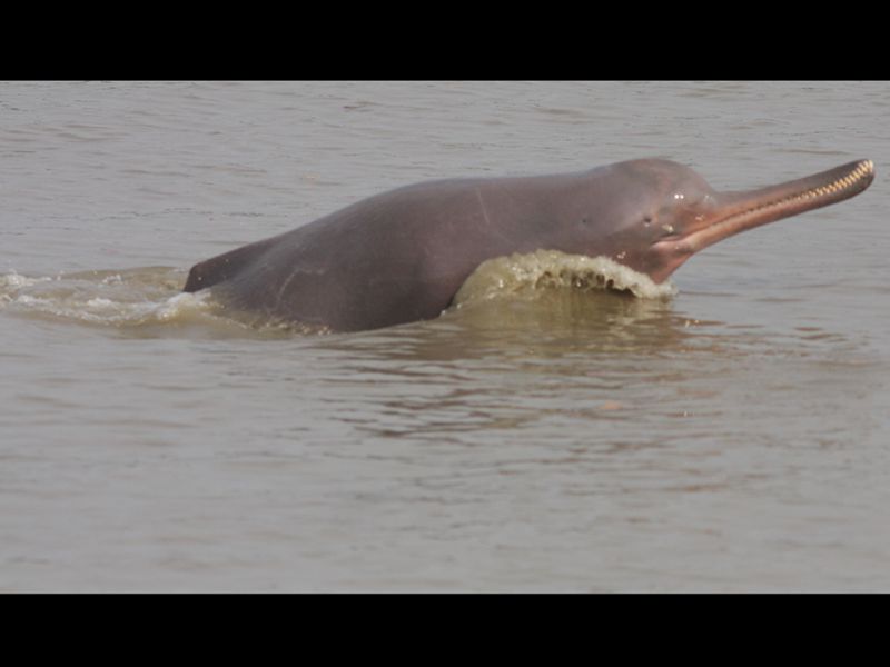 Ultrasonic Mission to Save the Ganges River Dolphin
