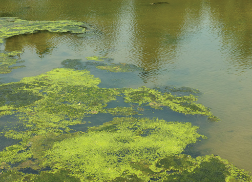 Pollutants in Ganga Destroying Purifying Algae Colonies