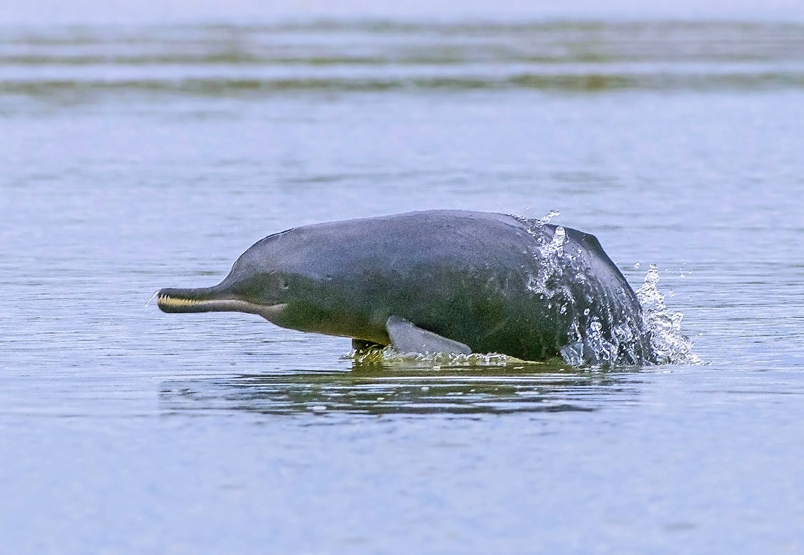 Ganga Coal Transportation Endangering Gangetic Dolphins?