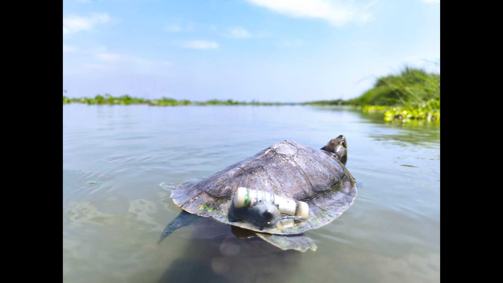 After 3 decades, endangered red-crowned roofed turtles return to GangaAfter 30 years, 20 critically endangered red-crowned roofed turtles were r...