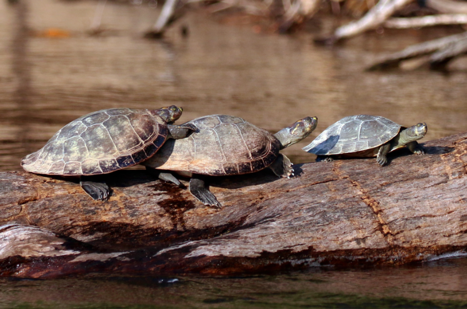 500 Turtles Released in River Ganga with an Aim to Cleanse it